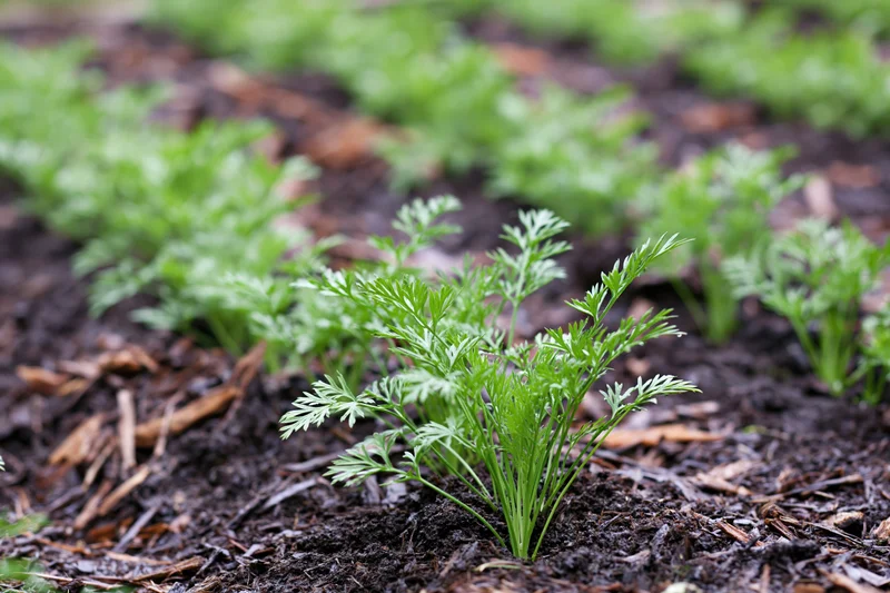 Rows of young carrot seedlings growing in dark garden soil with mulch