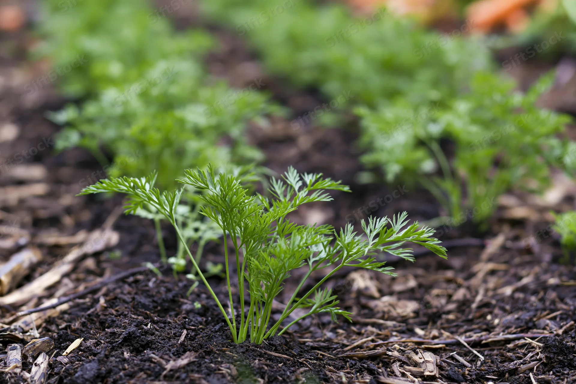 Young carrot seedlings growing in rows in dark garden soil