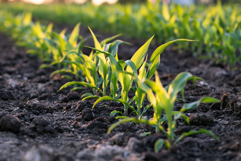 Young corn seedlings growing in rows on dark tilled soil in a farm field