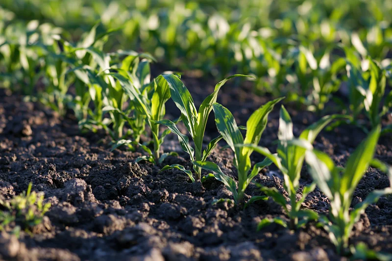 Young corn seedlings growing in rows on dark tilled soil
