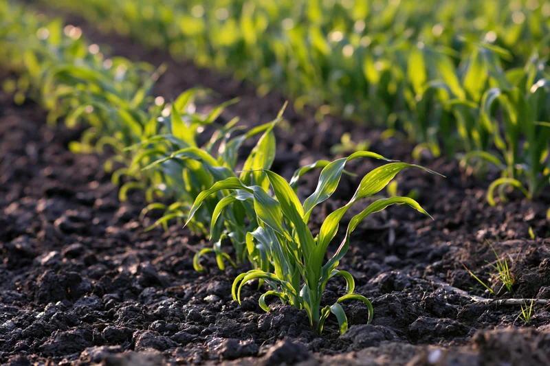 Young corn seedlings sprouting in rows from dark tilled soil in a cultivated field