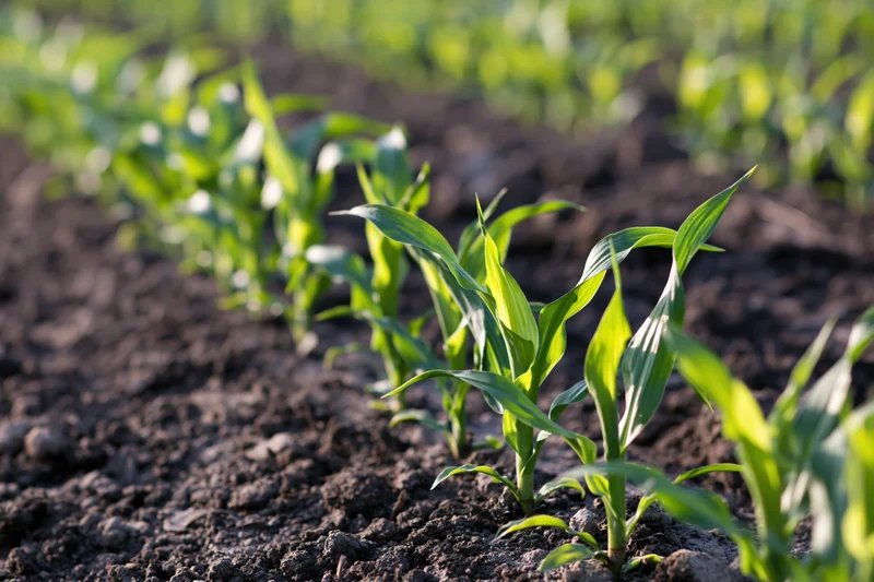 Young corn seedlings sprouting in rows from dark tilled soil