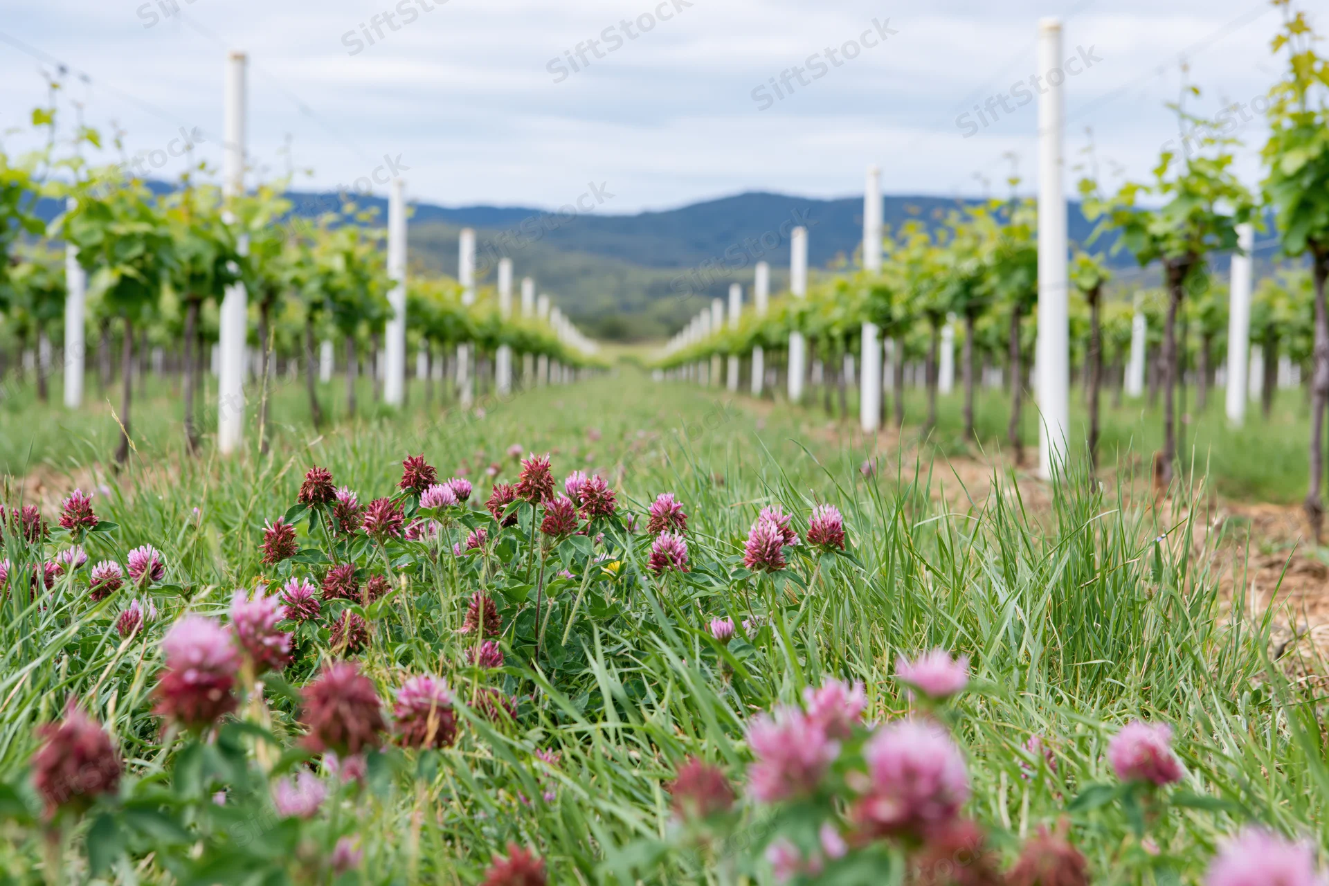 Rows of young grapevines on white posts receding into the distance with pink clover in the foreground field