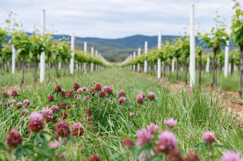 Rows of young grapevines on white posts receding into the distance with pink clover in the foreground field