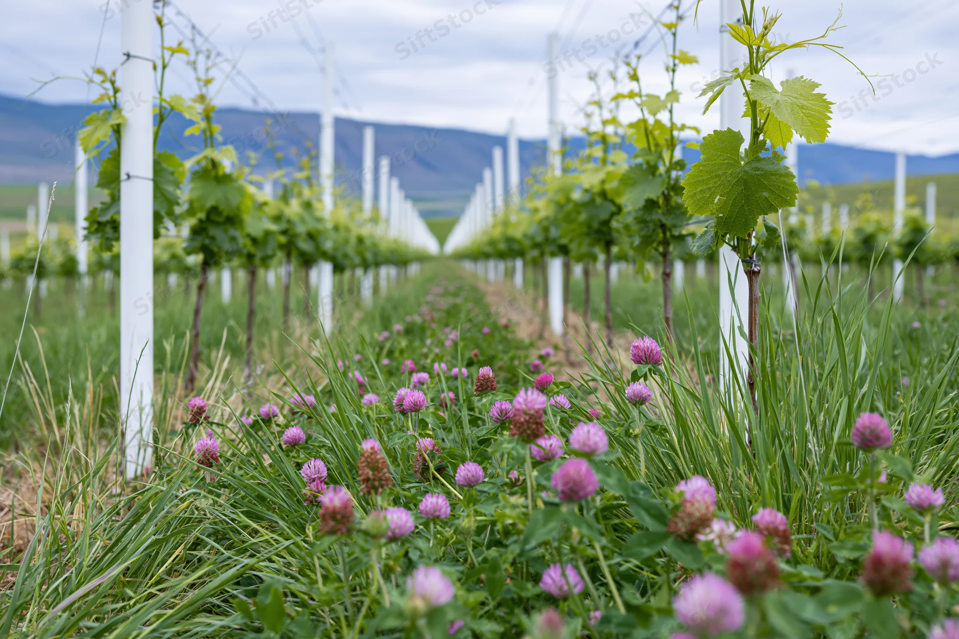 Rows of young grapevines on white posts receding into the distance with pink clover and green grass in the foreground