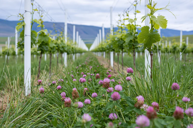 Rows of young grapevines on white posts receding into the distance with pink clover and green grass in the foreground