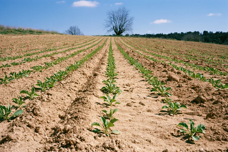 Young green crop seedlings planted in neat rows across a sandy-brown field under a blue sky with scattered clouds