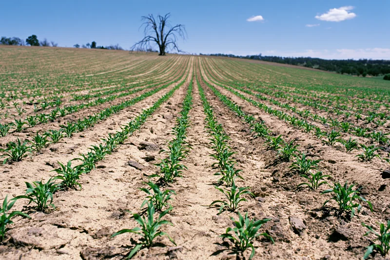 Young corn seedlings growing in neat rows across a sandy-brown field under a clear blue sky