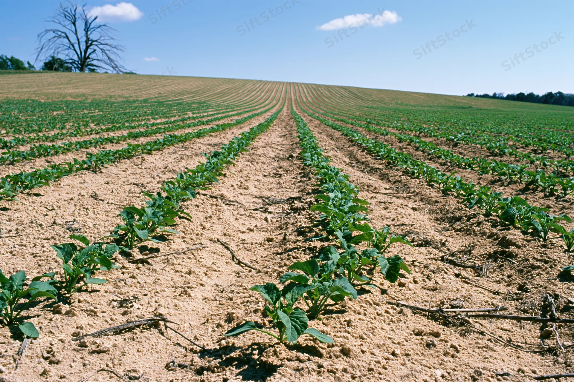 Young green crop seedlings planted in neat rows across a sandy-brown field under a blue sky with scattered clouds