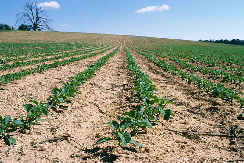 Young green crop seedlings planted in neat rows across a sandy-brown field under a blue sky with scattered clouds