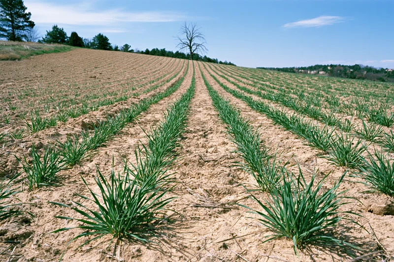 Young green crop seedlings planted in neat rows across a sandy-brown field under a blue sky