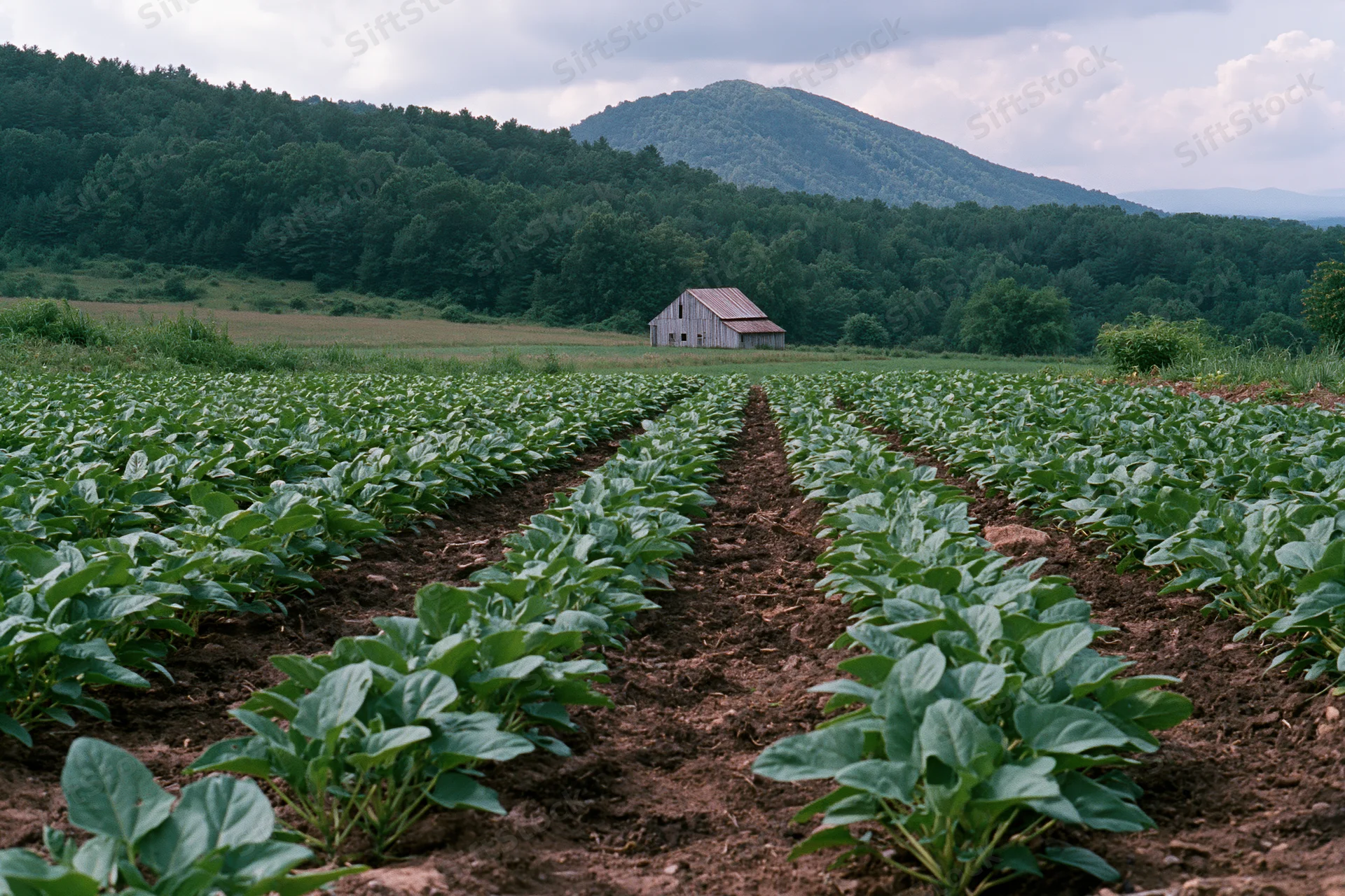 Rows of young leafy green crops growing in dark soil in a rural field with a barn and forested hills in the background