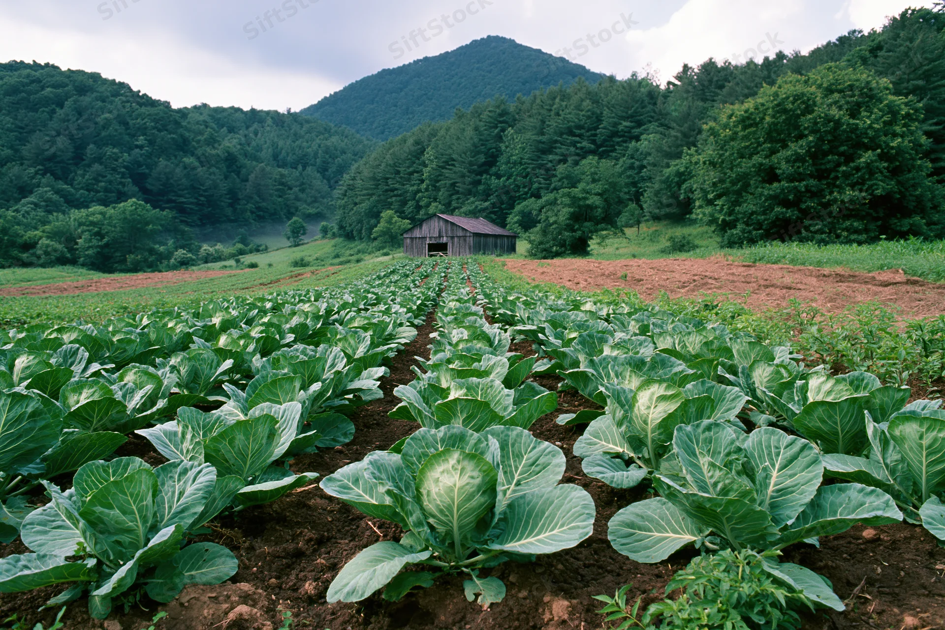 Rows of young cabbage plants growing in dark soil in a rural field with a barn and forested hills in the background