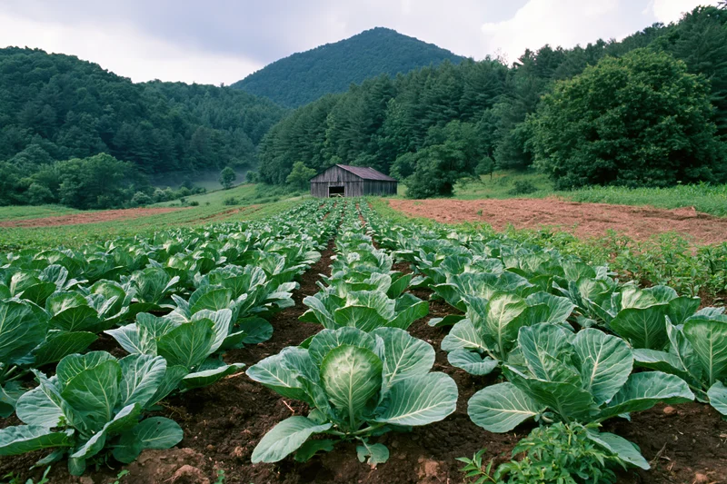 Rows of young cabbage plants growing in dark soil in a rural field with a barn and forested hills in the background