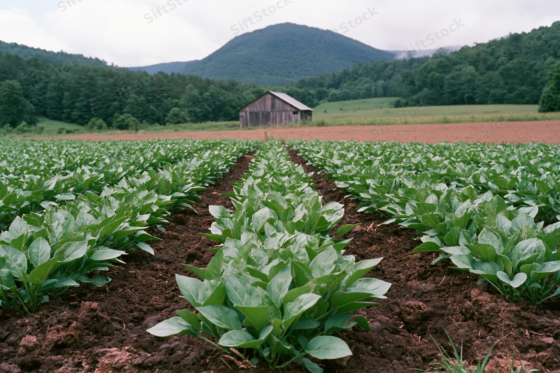 Rows of young leafy green crops growing in dark soil in a rural field with a wooden barn and forested hills in the background