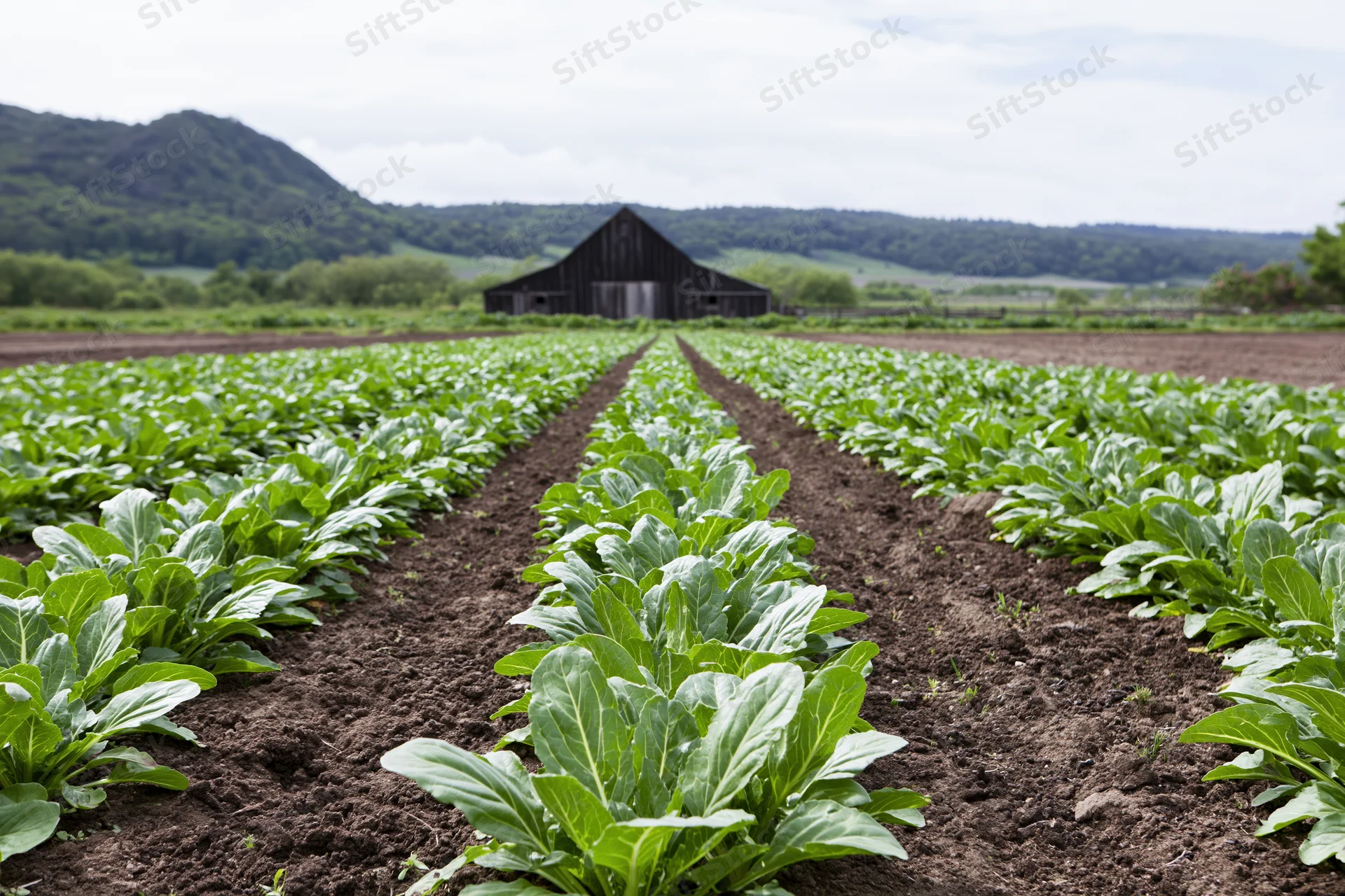 Rows of young leafy green crops stretching toward a weathered barn in a rural field
