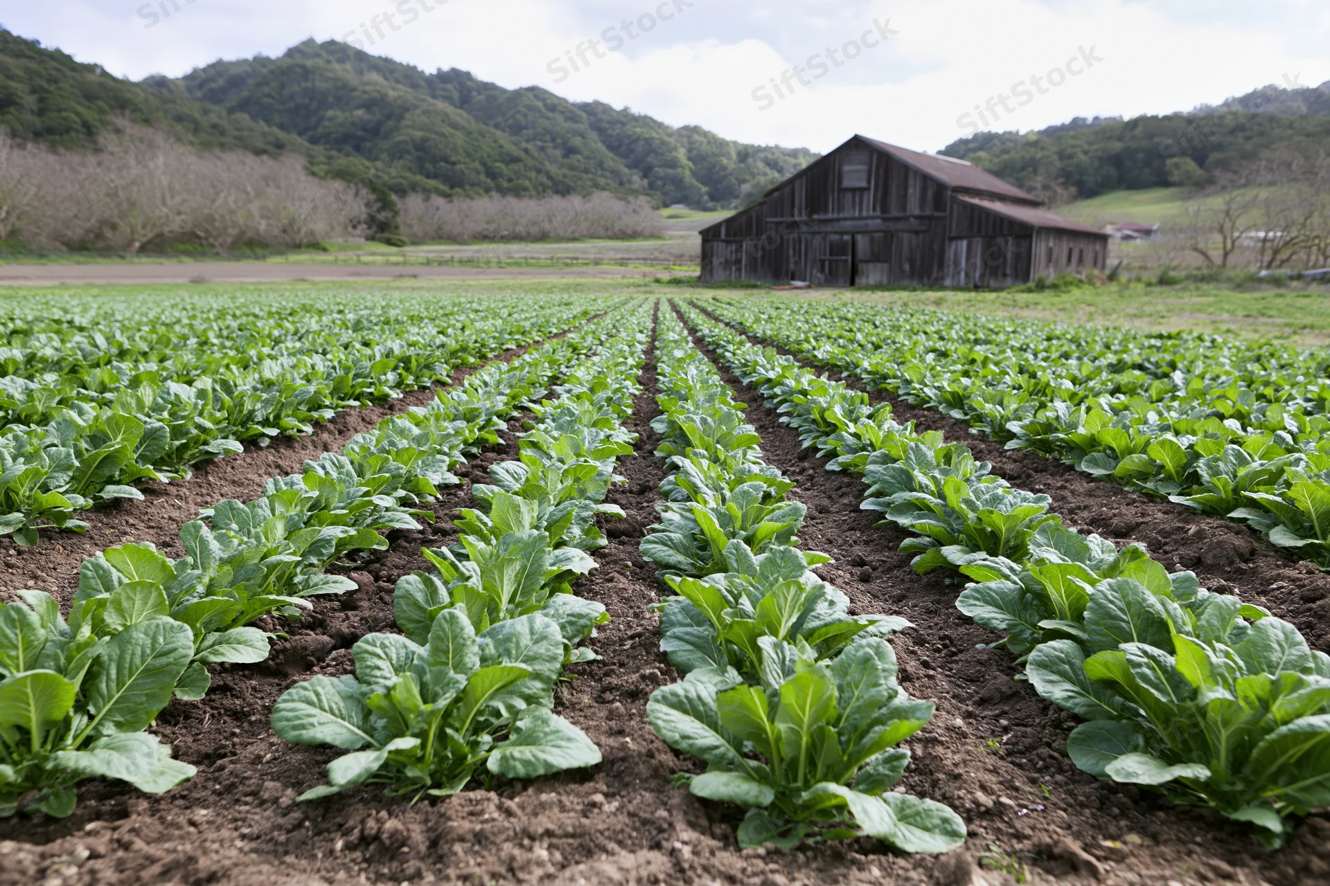Rows of young leafy green crops growing in a field toward a weathered barn in a rural landscape