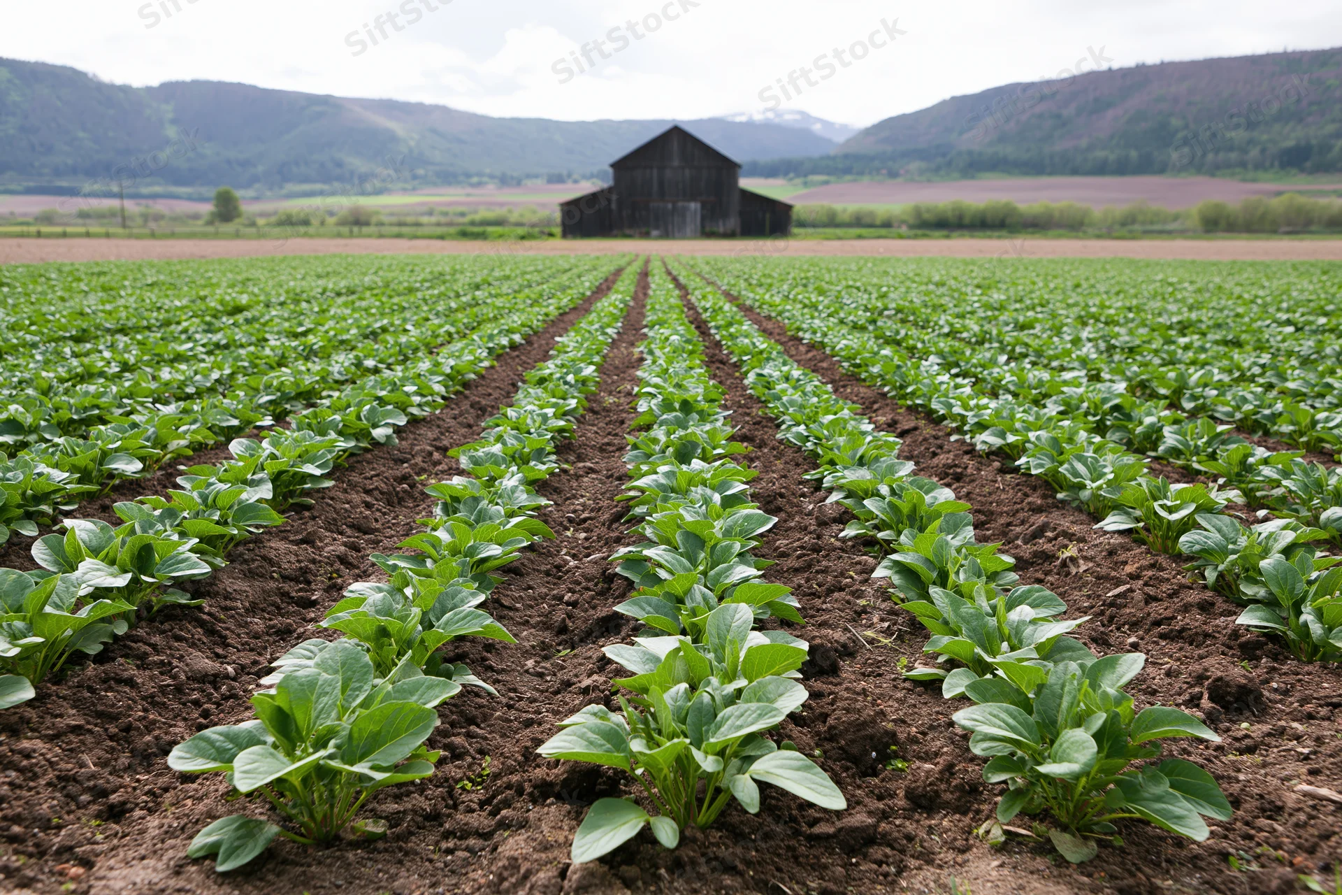 Rows of young leafy green crops growing in neat lines across a farm field toward a weathered wooden barn with hills in the background
