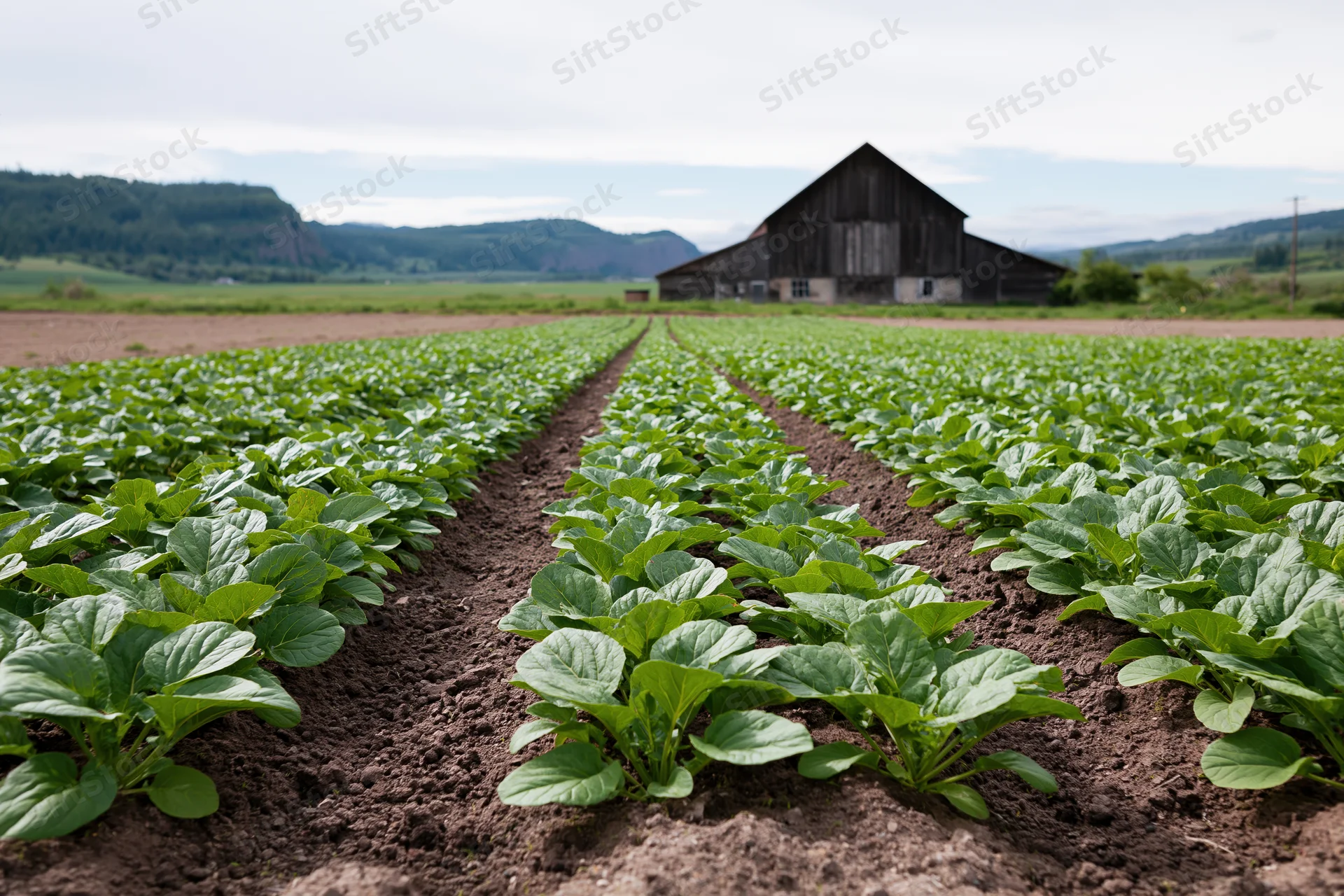 Rows of young leafy green crops growing in neat lines on a farm field with a weathered barn in the background