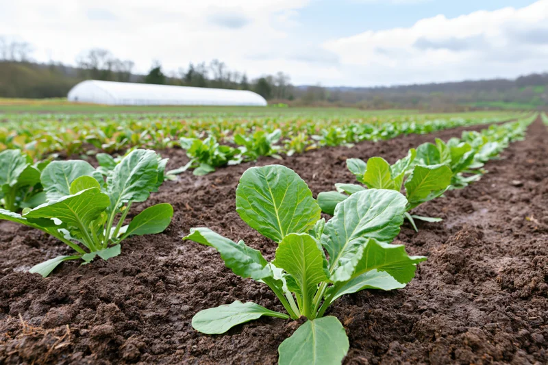 Young leafy green vegetable seedlings growing in neat rows across a dark soil field under a cloudy sky with a greenhouse in the distance