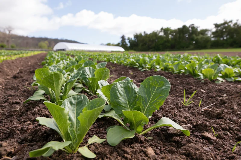 Young leafy green vegetable seedlings growing in rows on dark soil in an open field