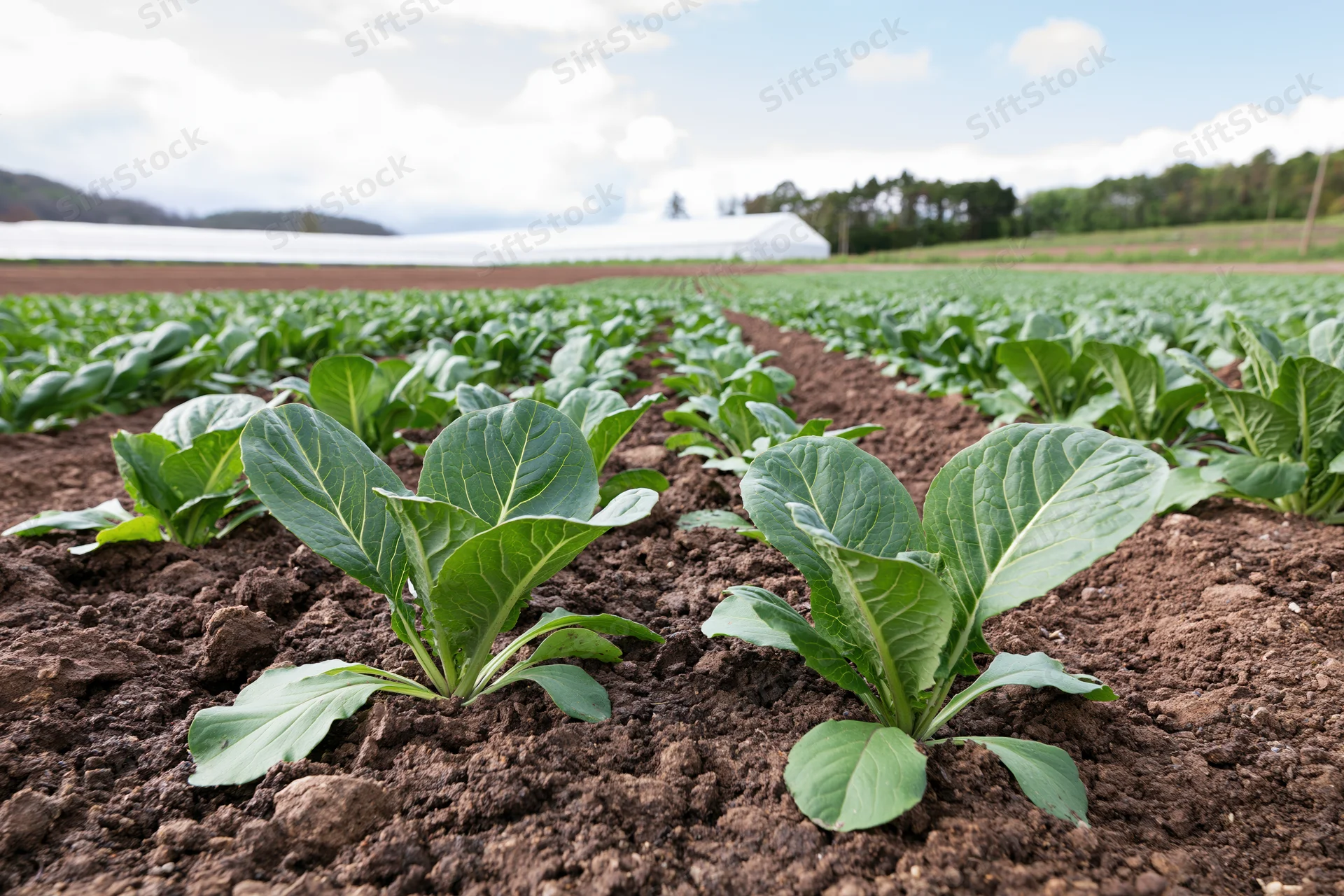 Young leafy green vegetable seedlings growing in neat rows in dark soil on a farm field