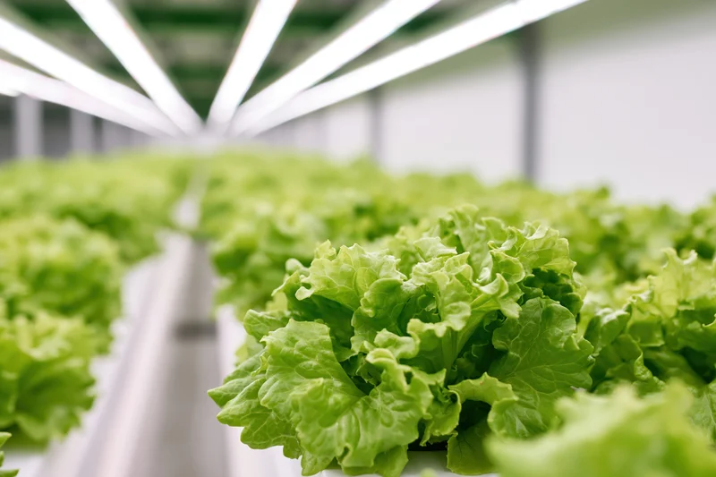 Rows of young leafy lettuce growing in hydroponic trays inside a controlled indoor farm under led lighting