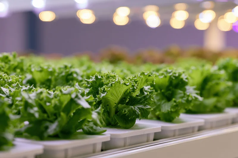 Rows of young lettuce plants growing in white trays under artificial lights in an indoor vertical farm