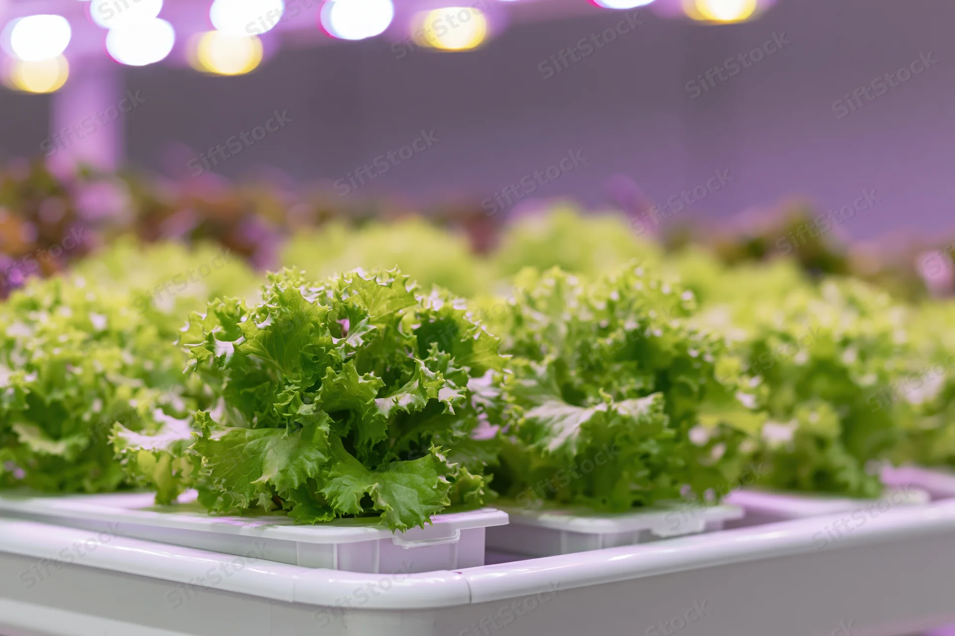 Rows of young lettuce plants growing in an indoor vertical farm under led lighting