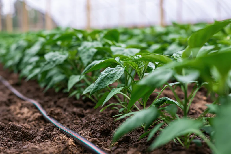 Rows of young pepper and tomato seedlings growing in dark soil with drip irrigation in a greenhouse