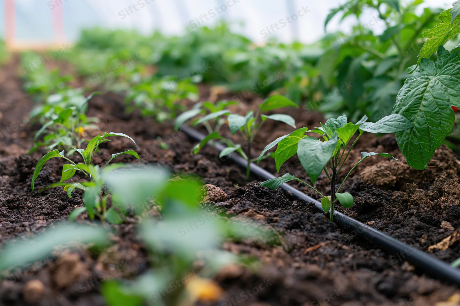 Young pepper and tomato seedlings growing in rows with drip irrigation in a greenhouse