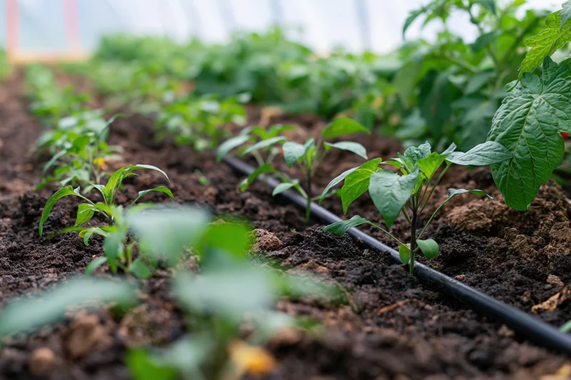 Young pepper and tomato seedlings growing in rows with drip irrigation in a greenhouse