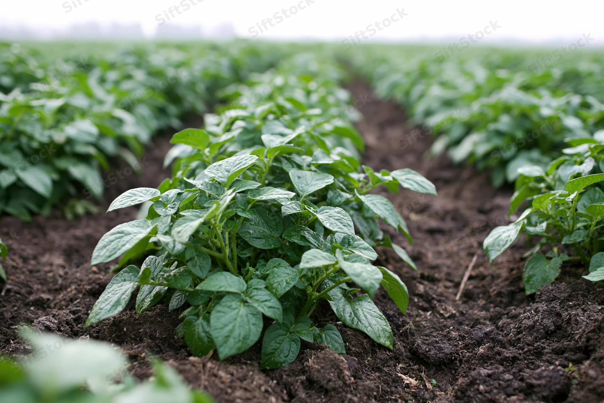 Young potato plants growing in rows in dark tilled soil