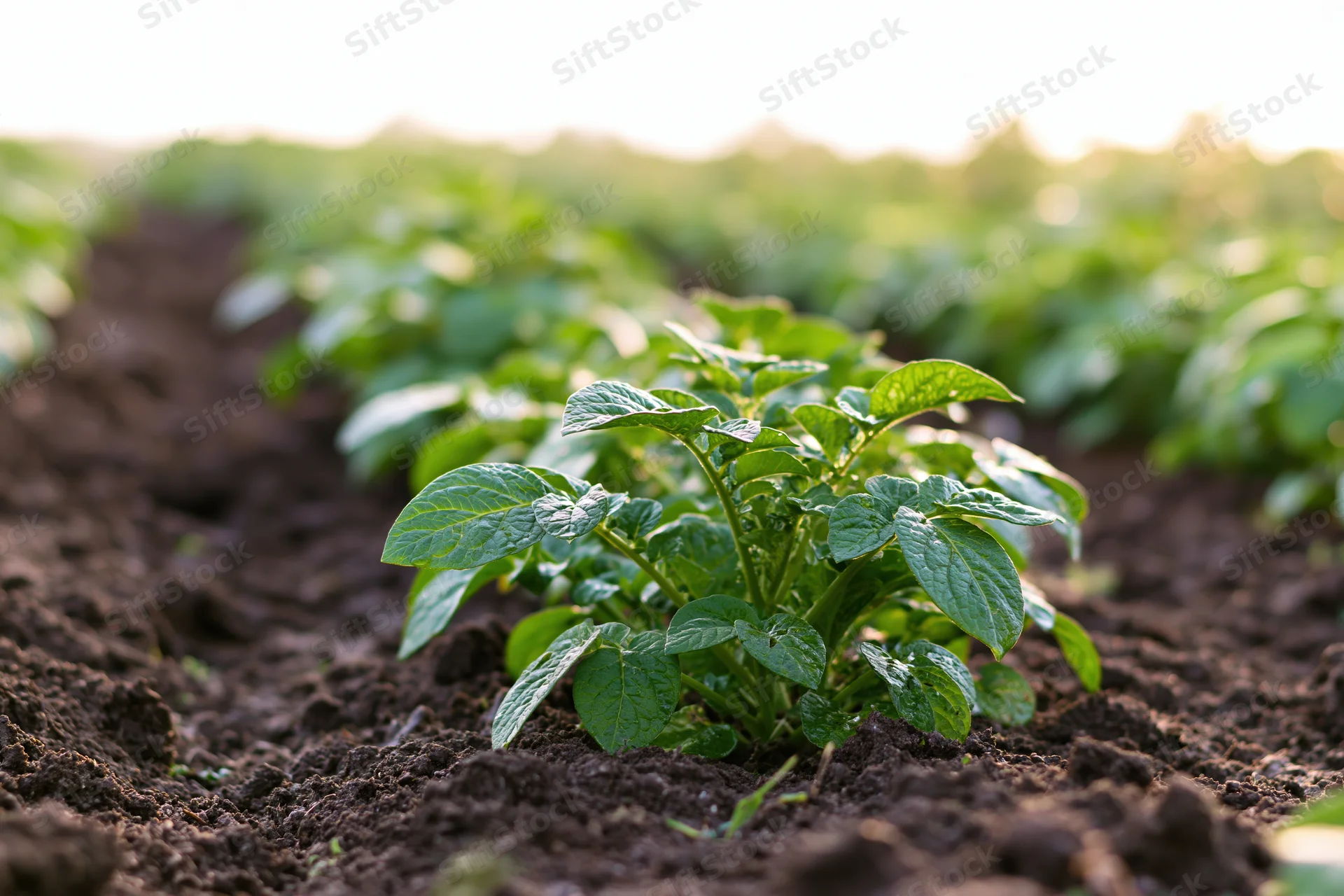 Young potato plants growing in rows in tilled soil