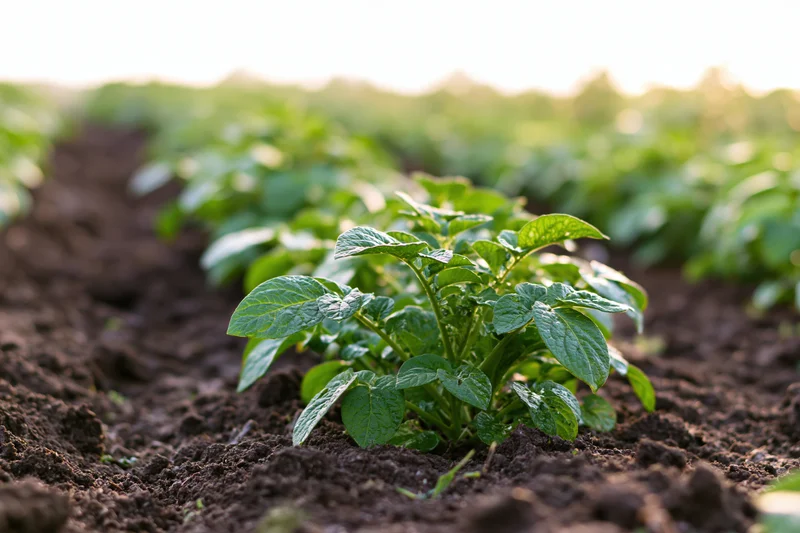 Young potato plants growing in rows in tilled soil
