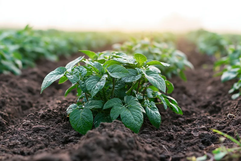 Young potato plants growing in rows in freshly tilled dark soil