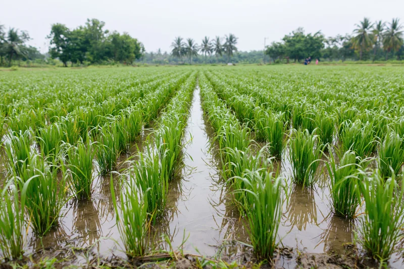 Young rice seedlings growing in rows in a flooded paddy field