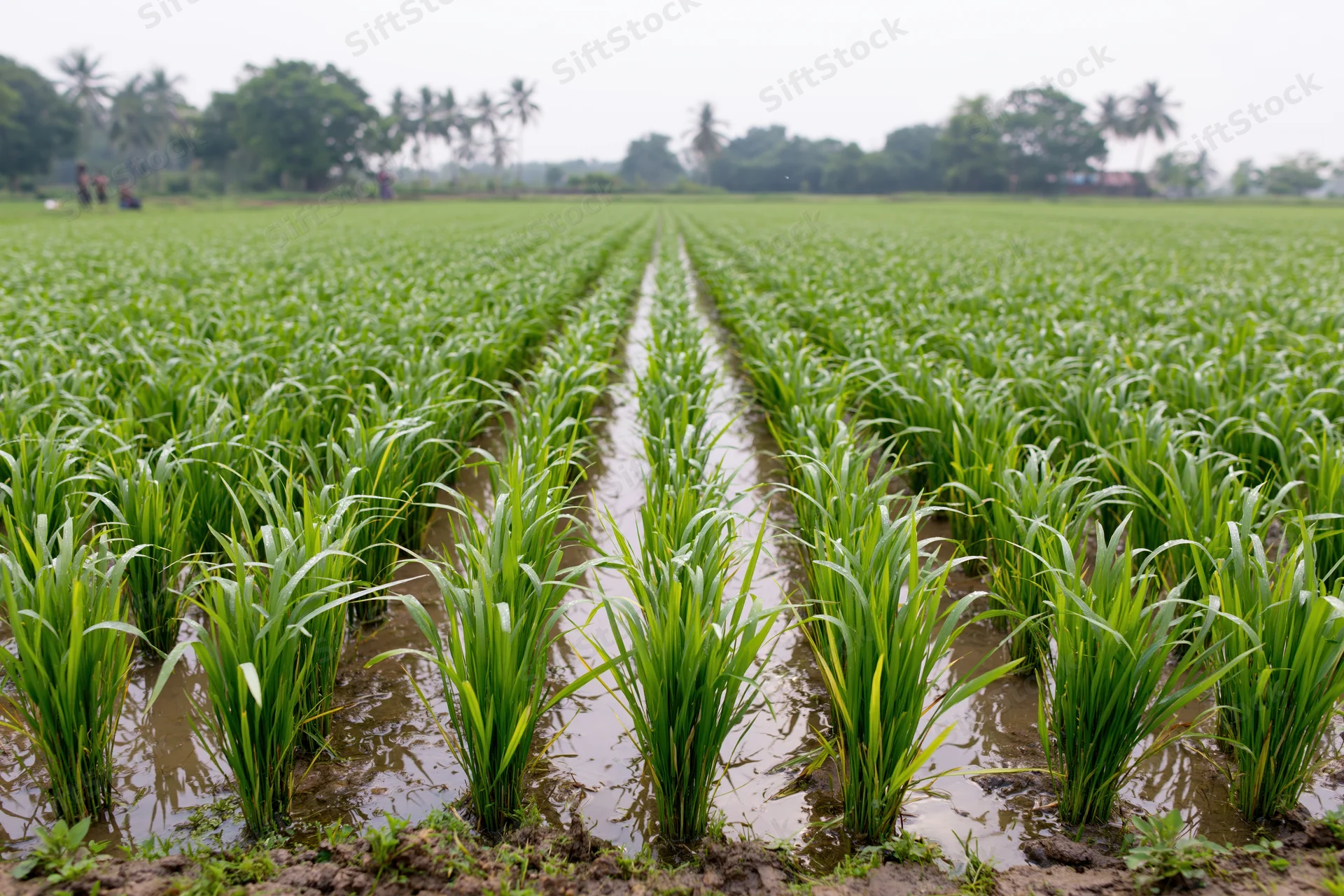 Young rice seedlings growing in rows in a flooded paddy field