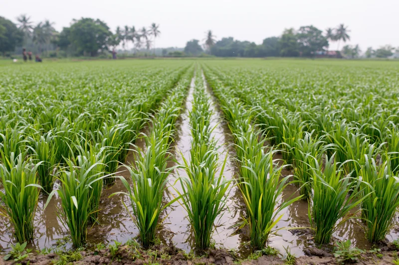 Young rice seedlings growing in rows in a flooded paddy field