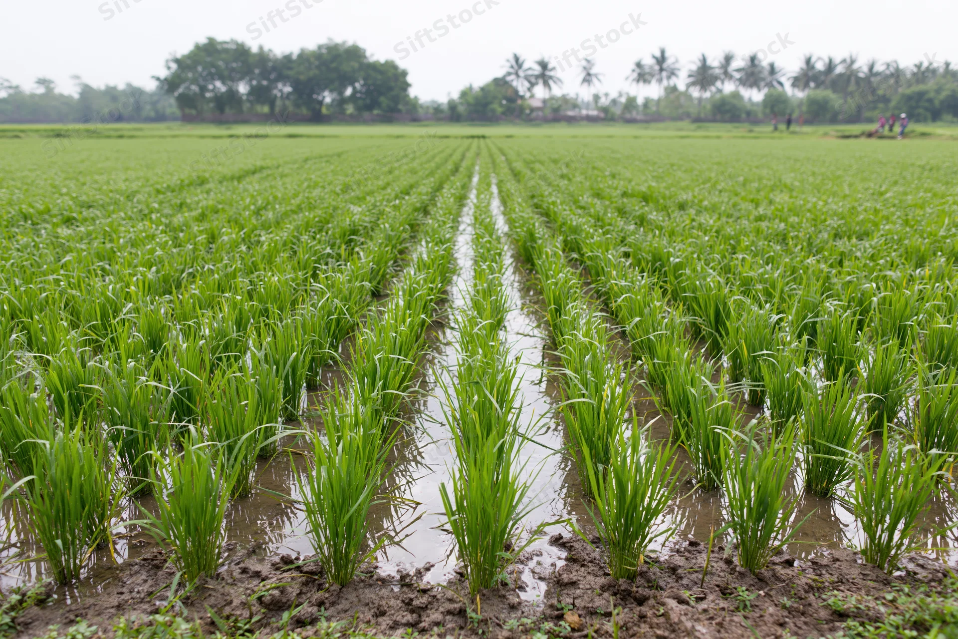 Young rice seedlings growing in rows in a flooded paddy field