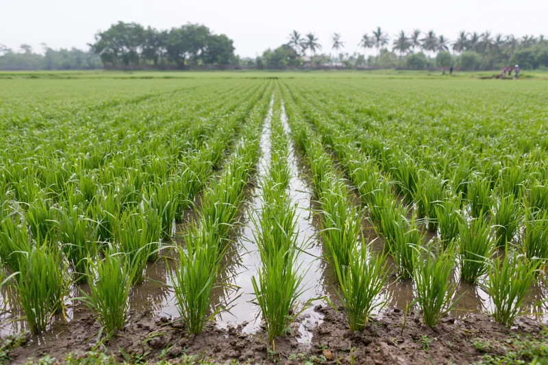 Young rice seedlings growing in rows in a flooded paddy field