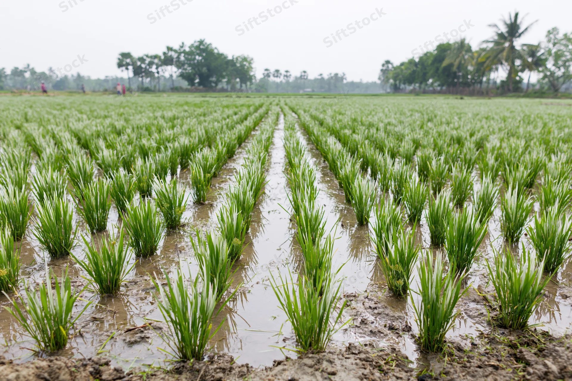Young rice seedlings planted in rows in a flooded paddy field
