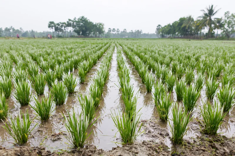 Young rice seedlings planted in rows in a flooded paddy field