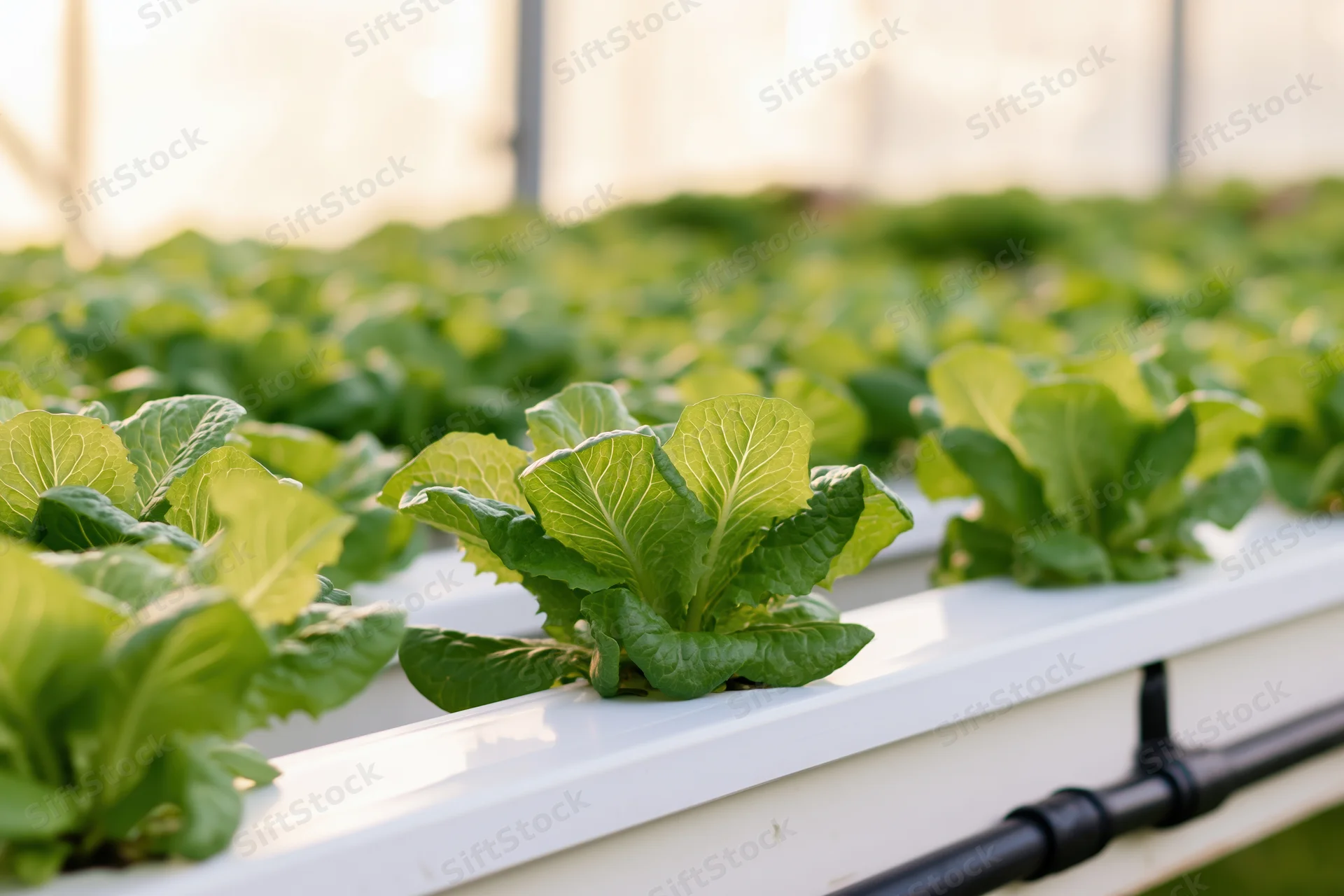 Young romaine lettuce plants growing in rows on white hydroponic trays inside a greenhouse