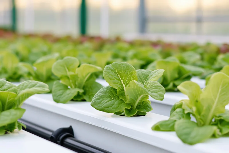 Young romaine lettuce plants growing in white hydroponic trays inside a greenhouse