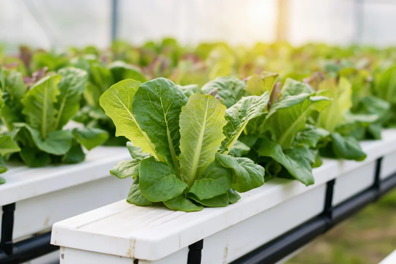 Rows of young romaine lettuce plants growing in white hydroponic trays inside a greenhouse