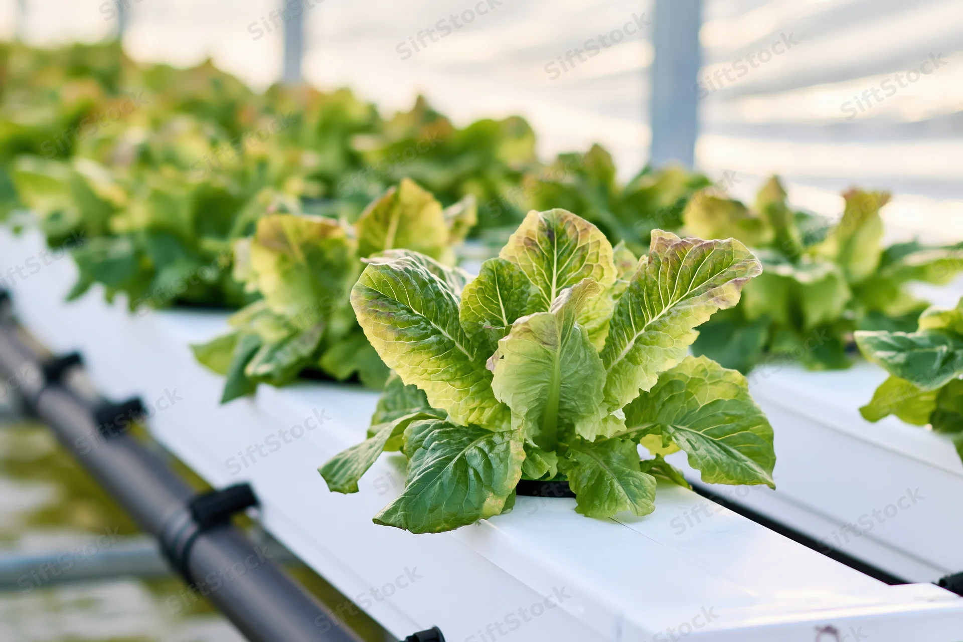 Young romaine lettuce plants growing in rows on white hydroponic channels inside a greenhouse