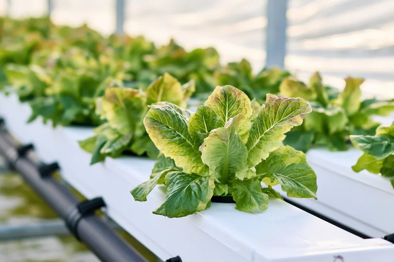 Young romaine lettuce plants growing in rows on white hydroponic channels inside a greenhouse