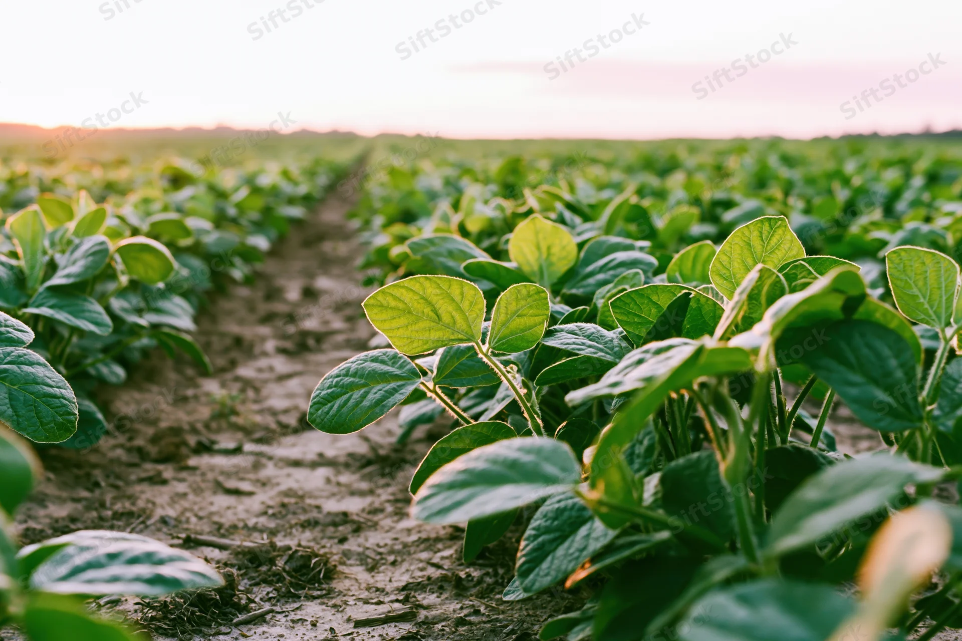 Rows of young soybean plants growing in an open agricultural field at sunset