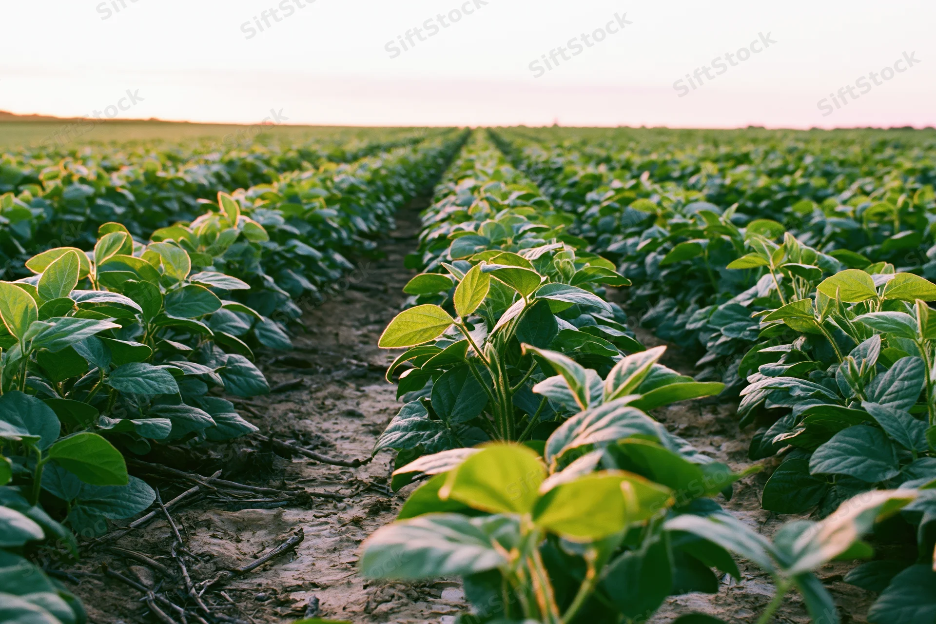 Rows of young soybean plants growing in an open agricultural field at sunrise